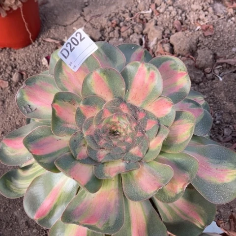 多肉植物王妃暴君