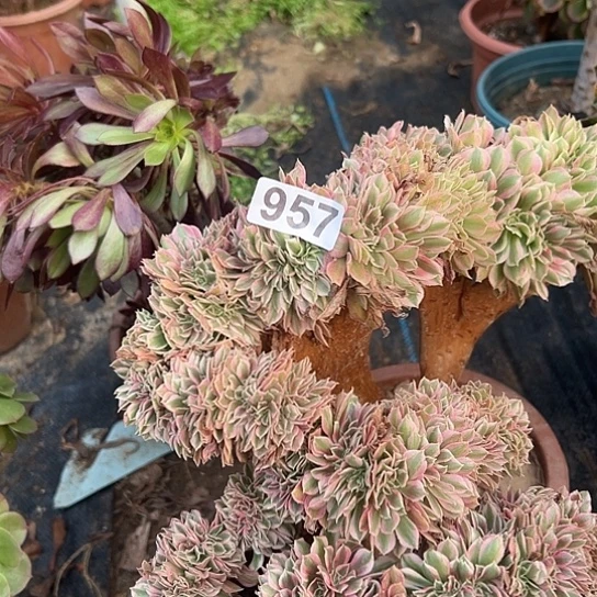 -****多肉植物一个女巫957