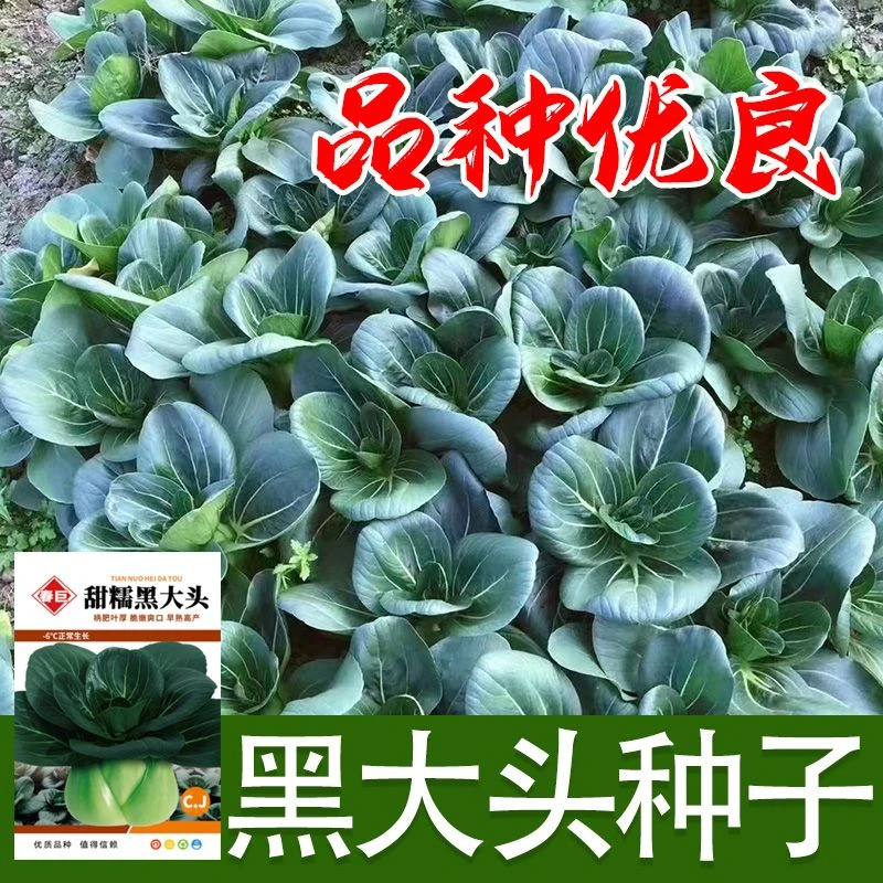 黑大头种子叶厚茎嫩阳台庭院四季蔬菜种子耐热速生苏州青种子