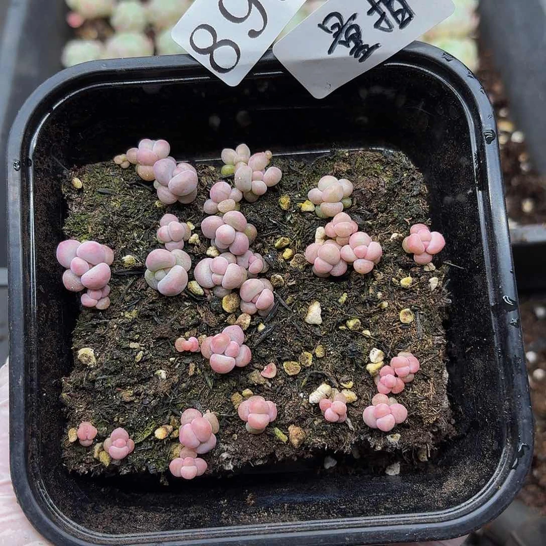 多肉植物多肉植物899量拍