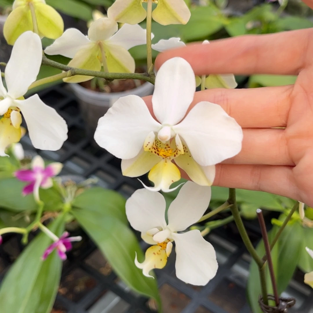 完全开放2.5寸1189开花株