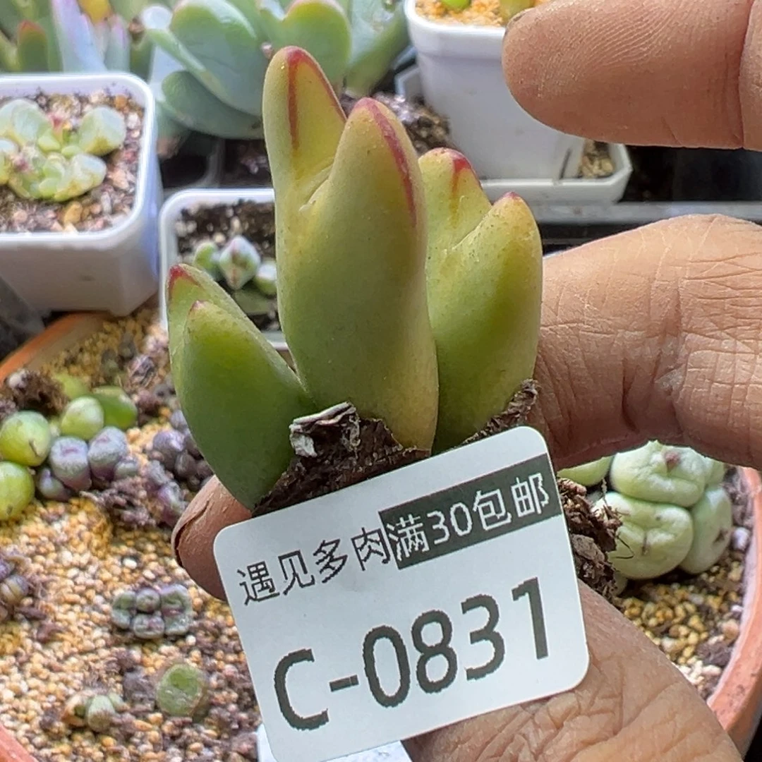 半**田多肉植物1111111111111111