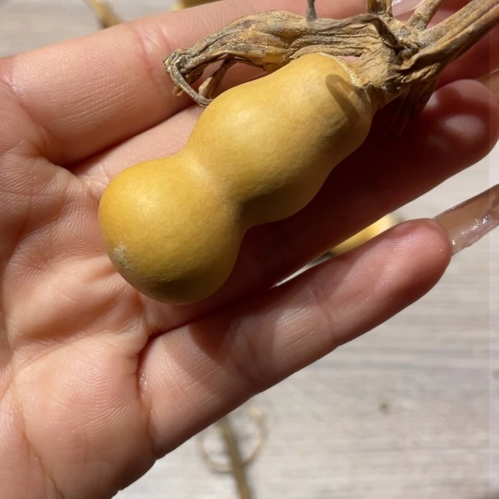 L***L粗嘴葫芦粗嘴葫芦