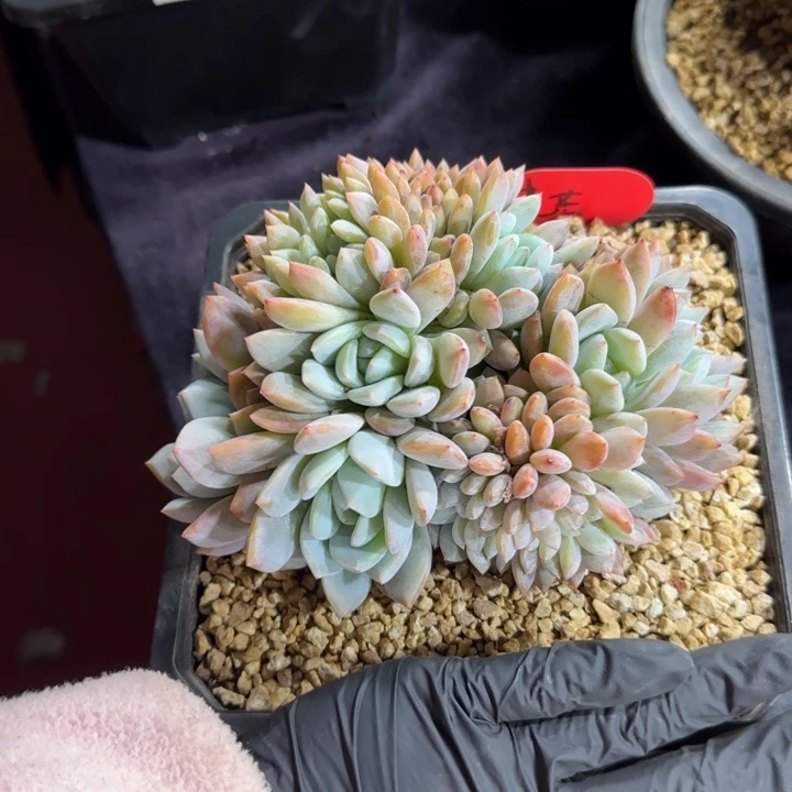 拽*14厘米左右一物一拍的