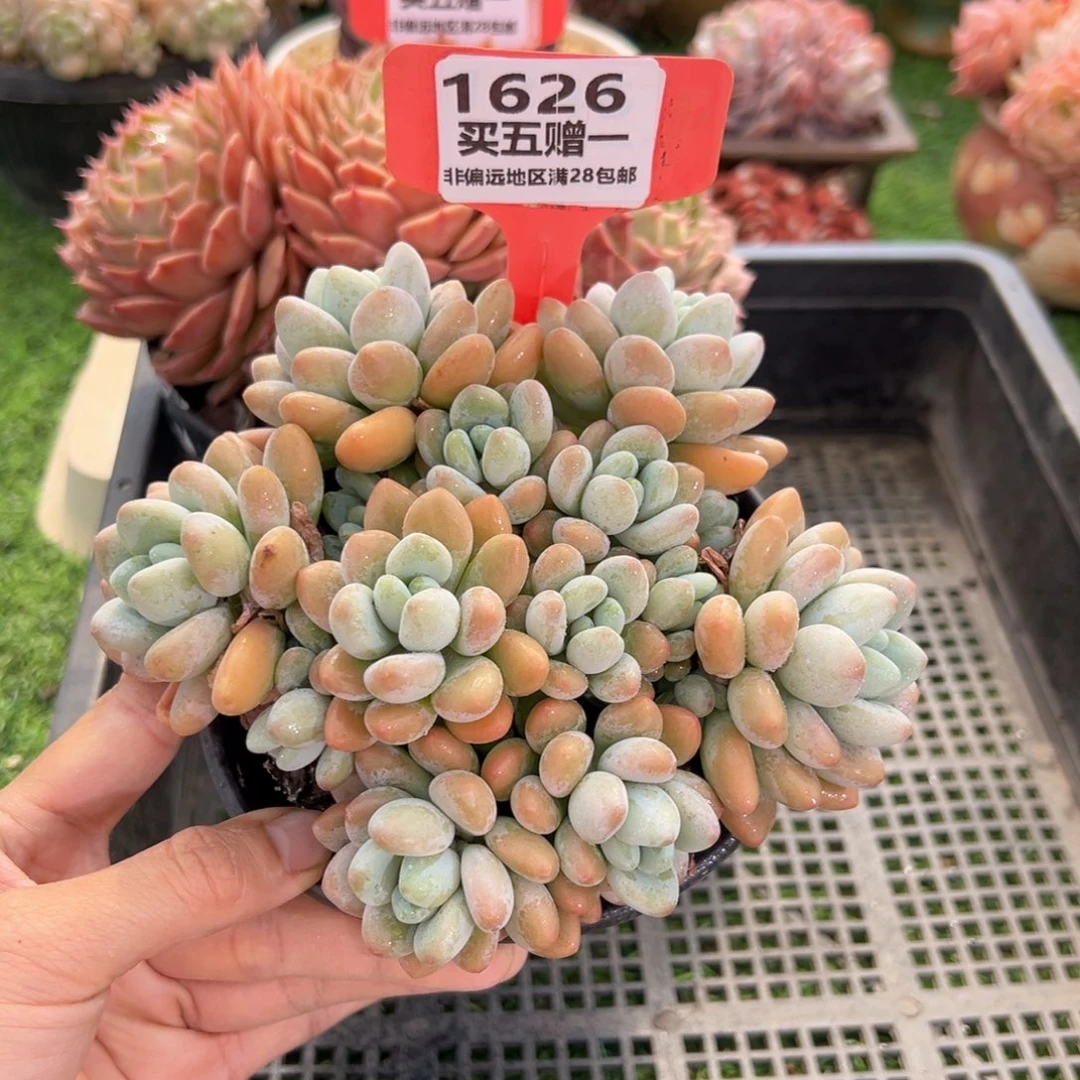 表妹精品多肉1626.