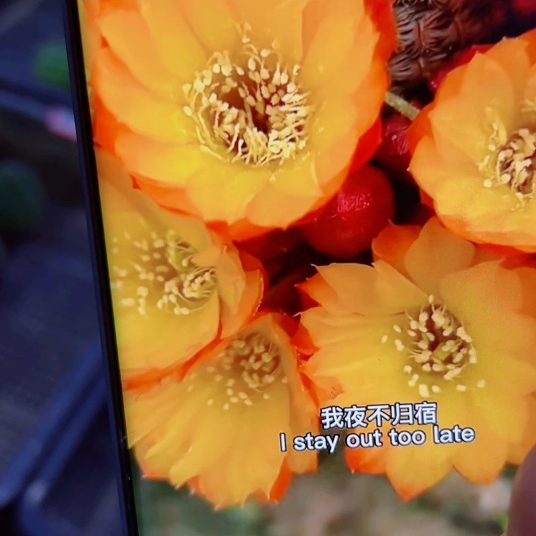 下83黄花勾宝2个无根侧芽软3公分左右20包邮