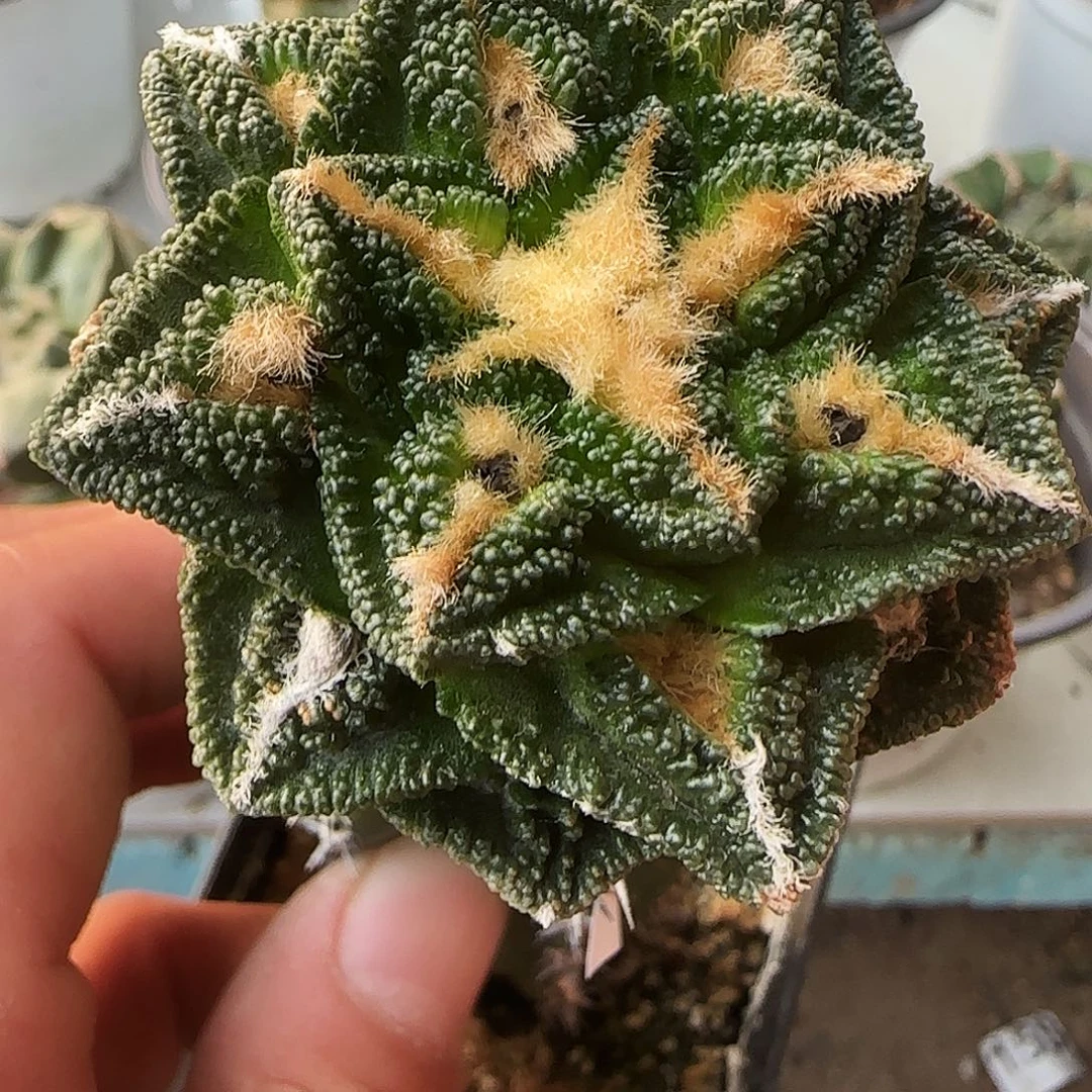 辛顿244仙人球开花啦