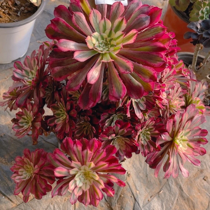 多肉红通鼓超白法师931