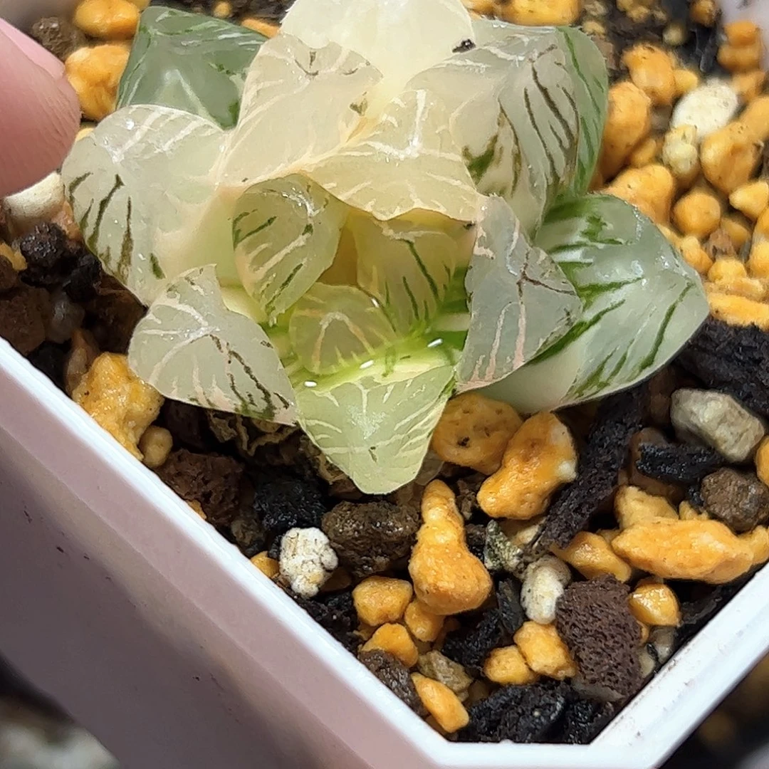 Om锦十二卷多肉植物