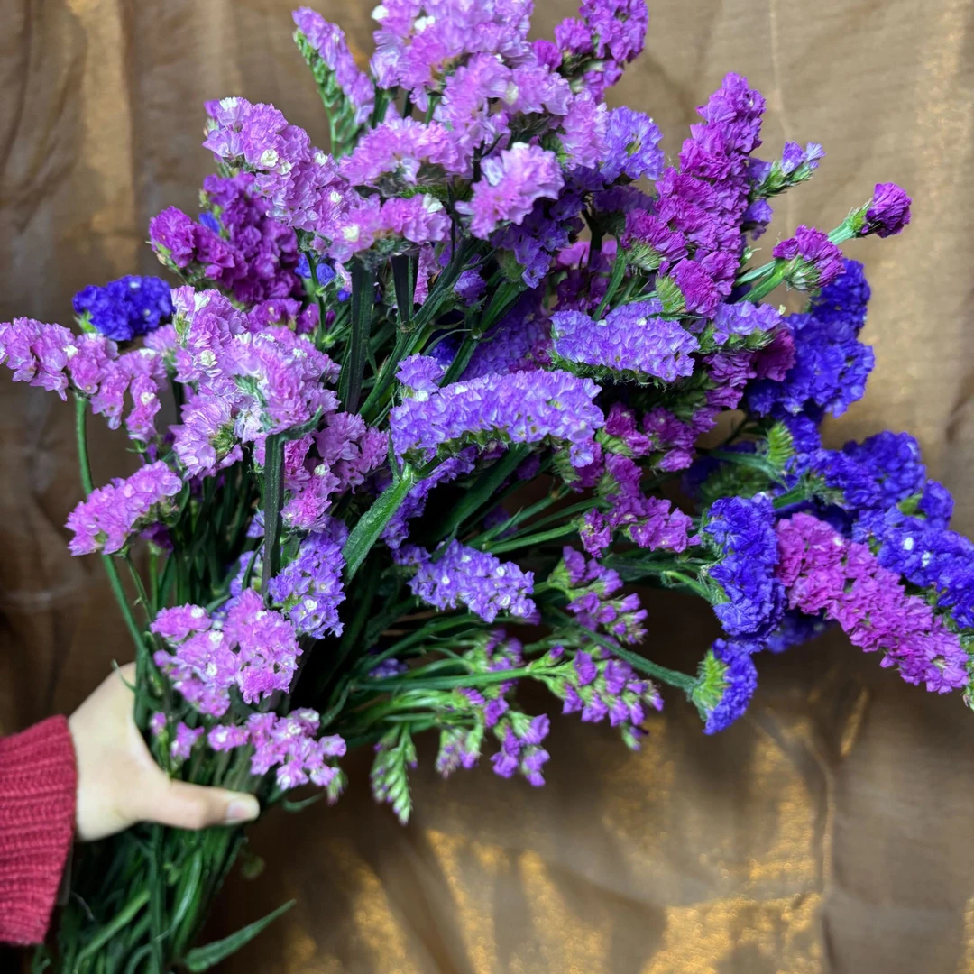 云南鲜花基地现采直发勿忘我花束