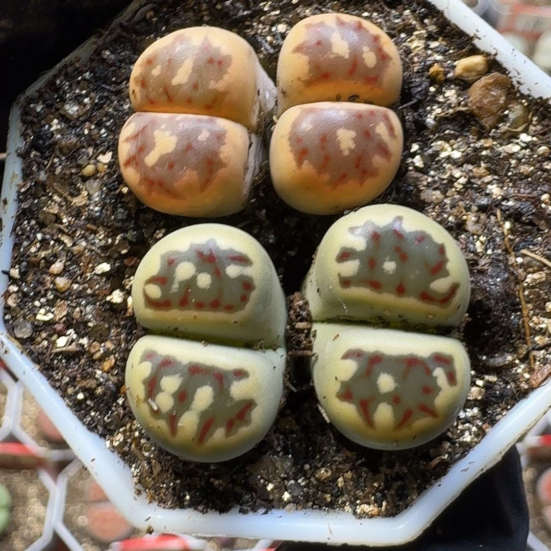 生石花111111。 98