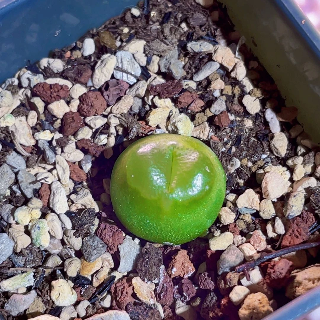 1.7cm雪茄植物一物一拍