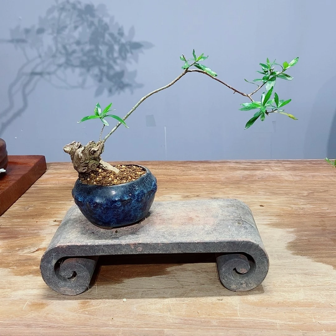 无花朵共****）感谢您的支持和配合和关心