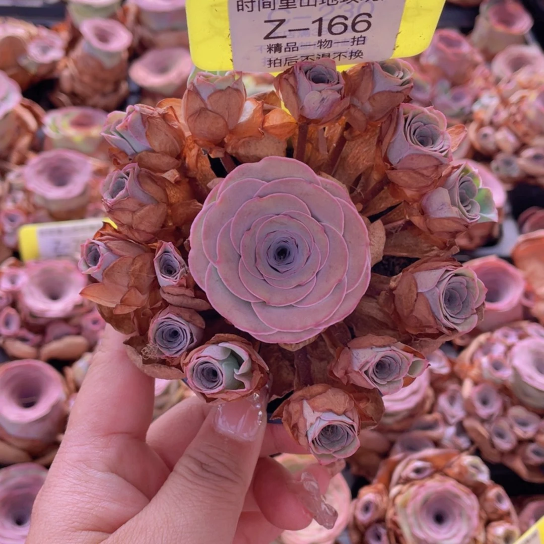 钱***辈山地玫瑰Z166裸根发货断枝不包损不售后