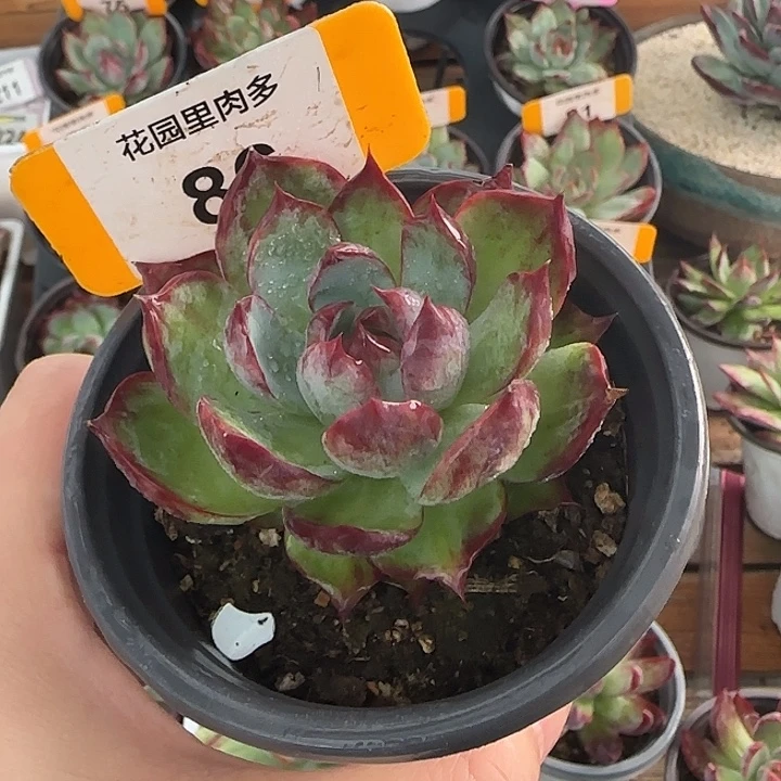 麦***唐86 惊鸿仙子多肉植物