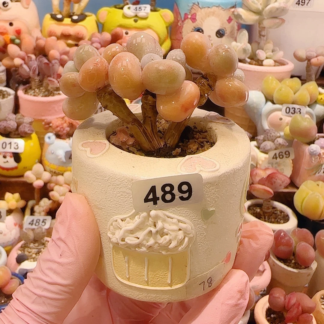 @****T蛋黄奶带盆土盆口4cm