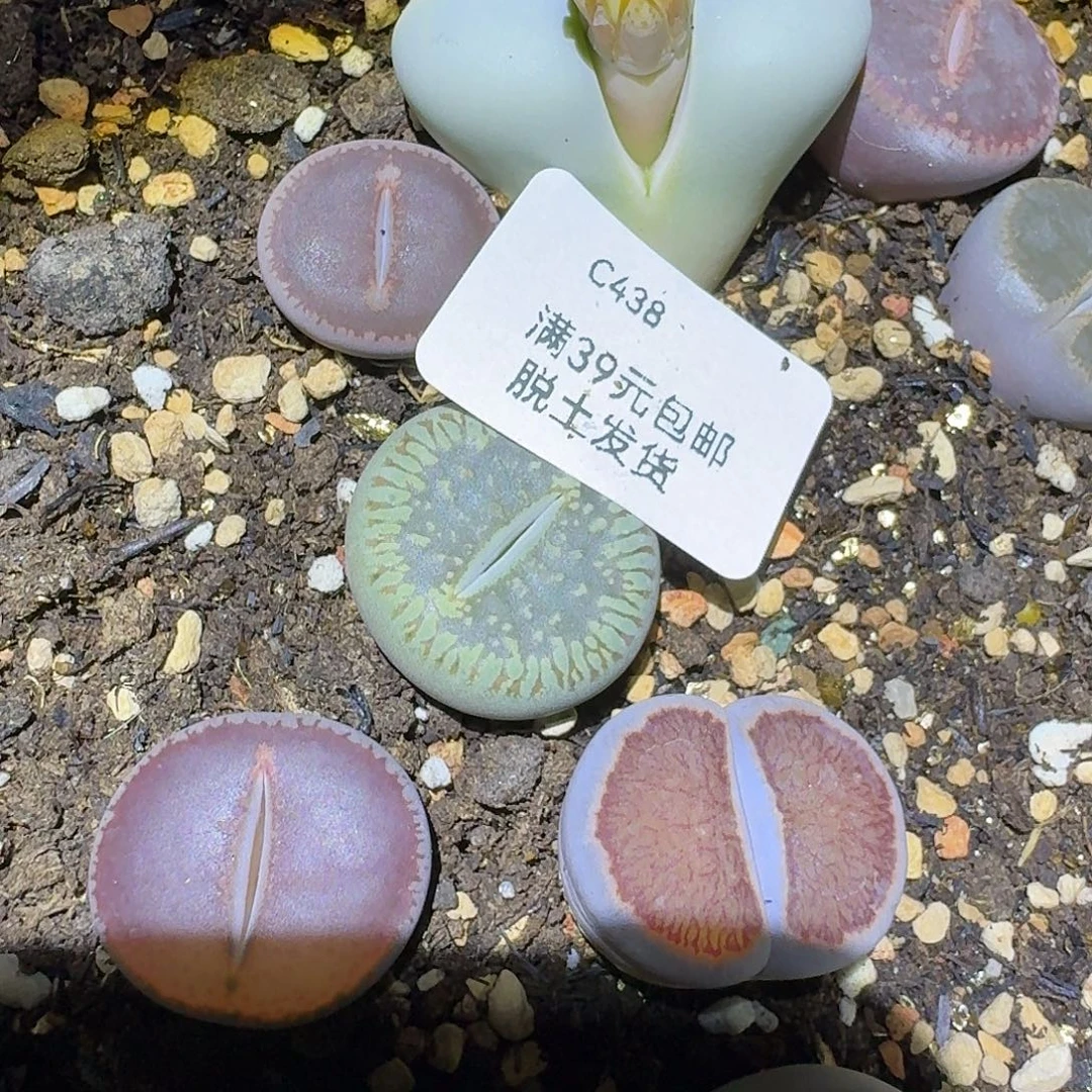 438多肉哈哈哈哈哈哈