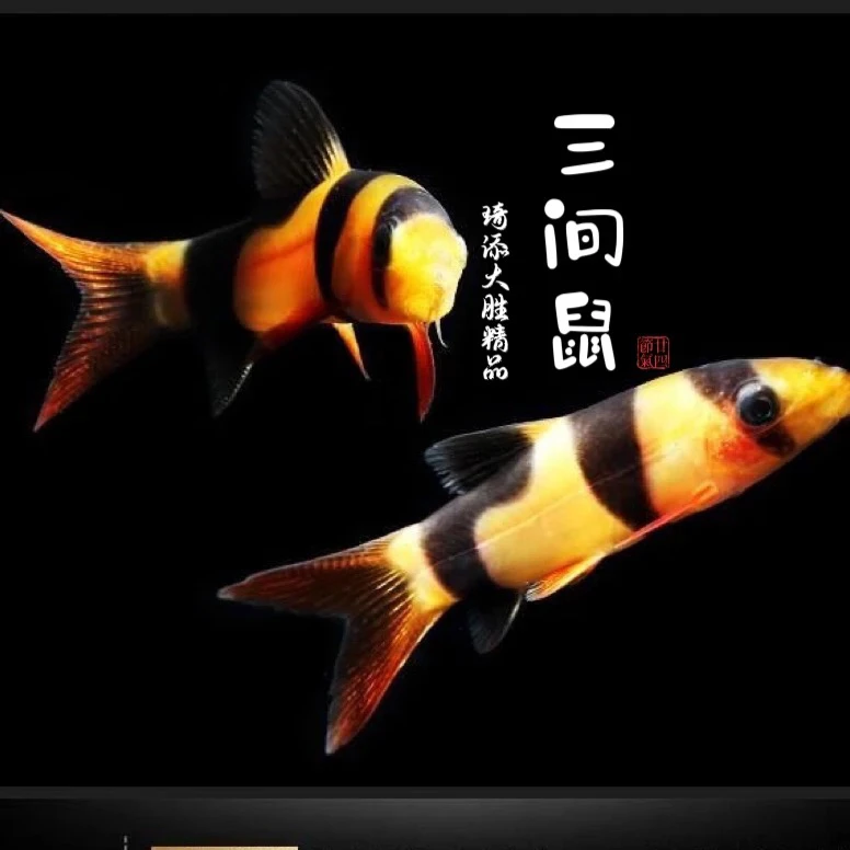 观赏鱼 大体三间鼠观赏鱼