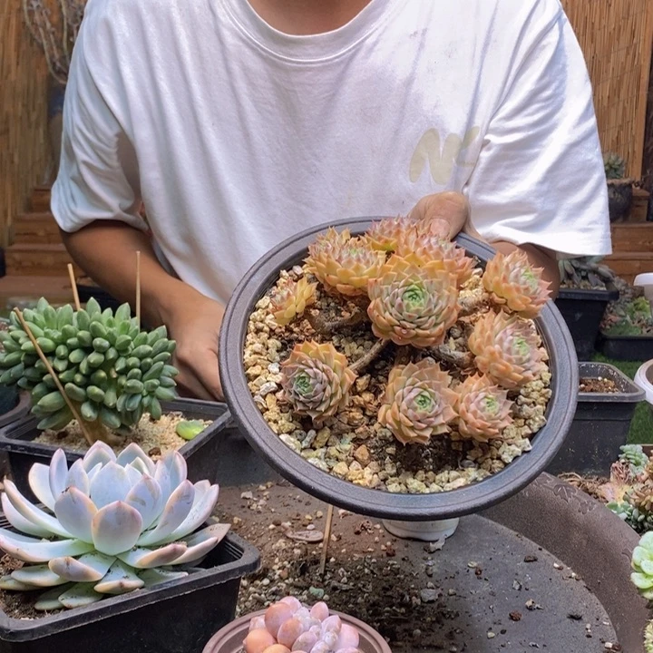 小***李115号老庄多肉植物