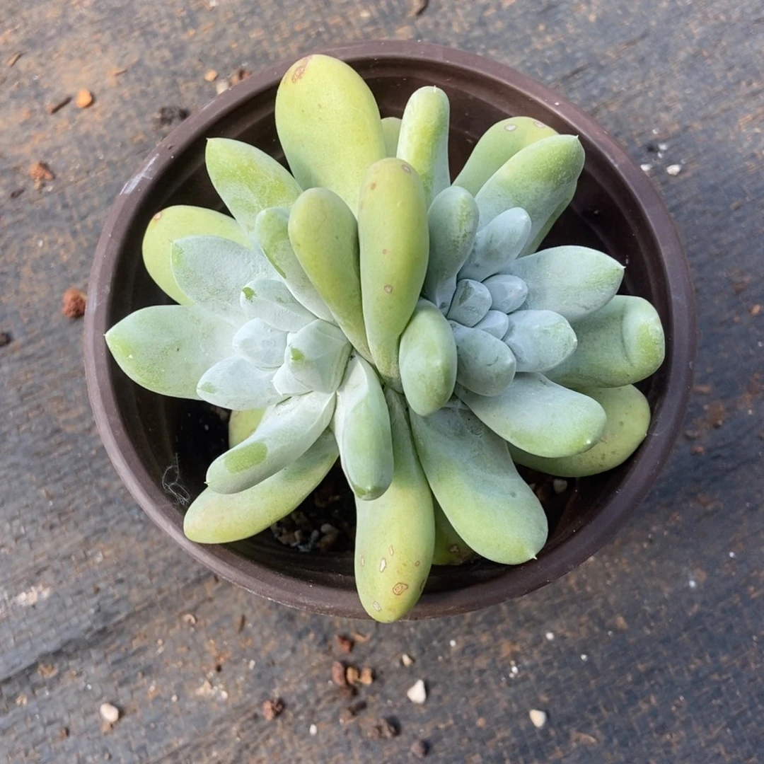 双头绿底红拇指多肉植物