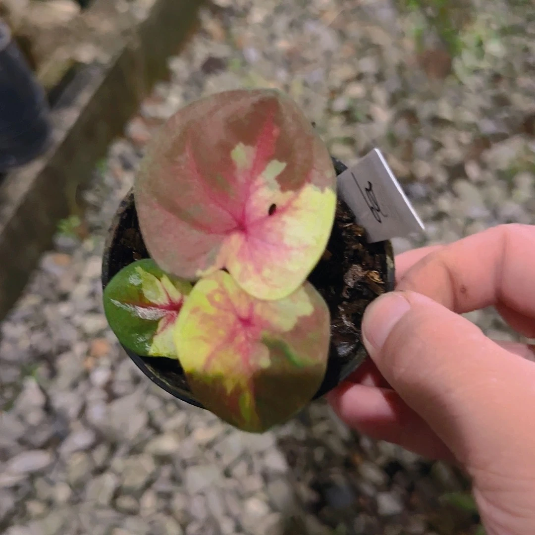 209-0618泰国发货暮光