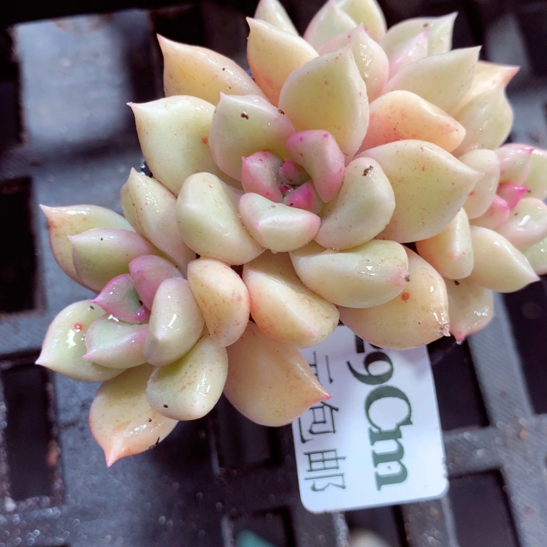 5厘米盆精控多肉729