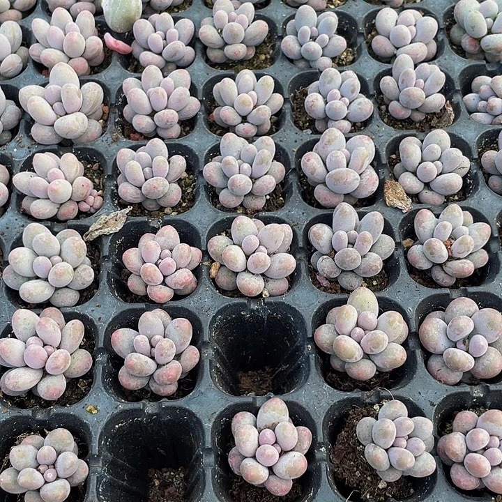 小汤圆1元带土发货