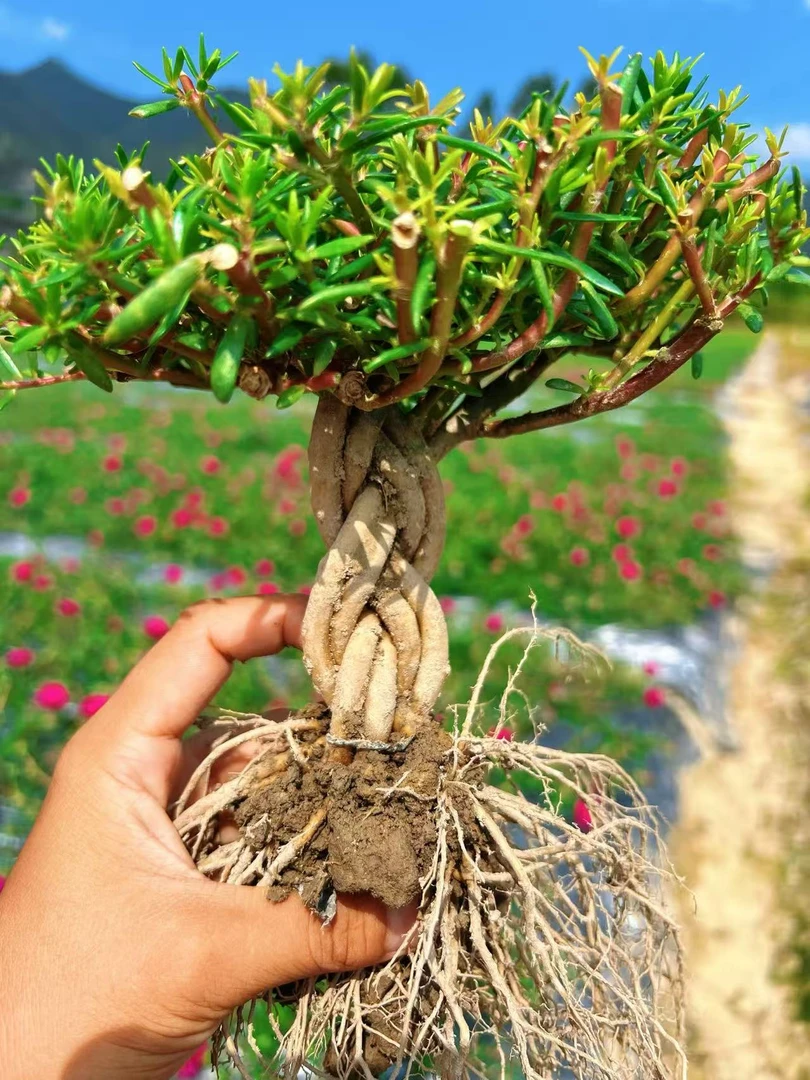 （发货不带花）辫子太阳花宿根多年带根花苗