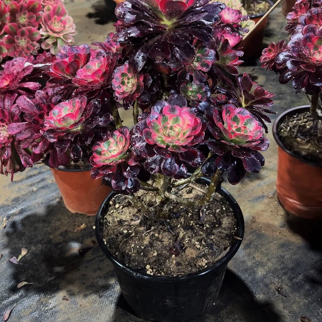 云*多肉164丽娜法师