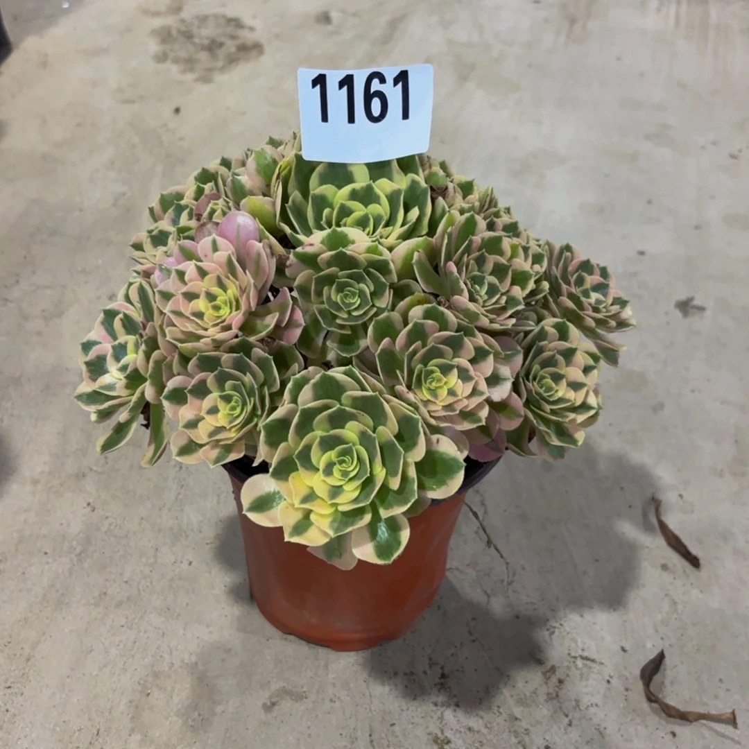 无花朵1161七彩石111111