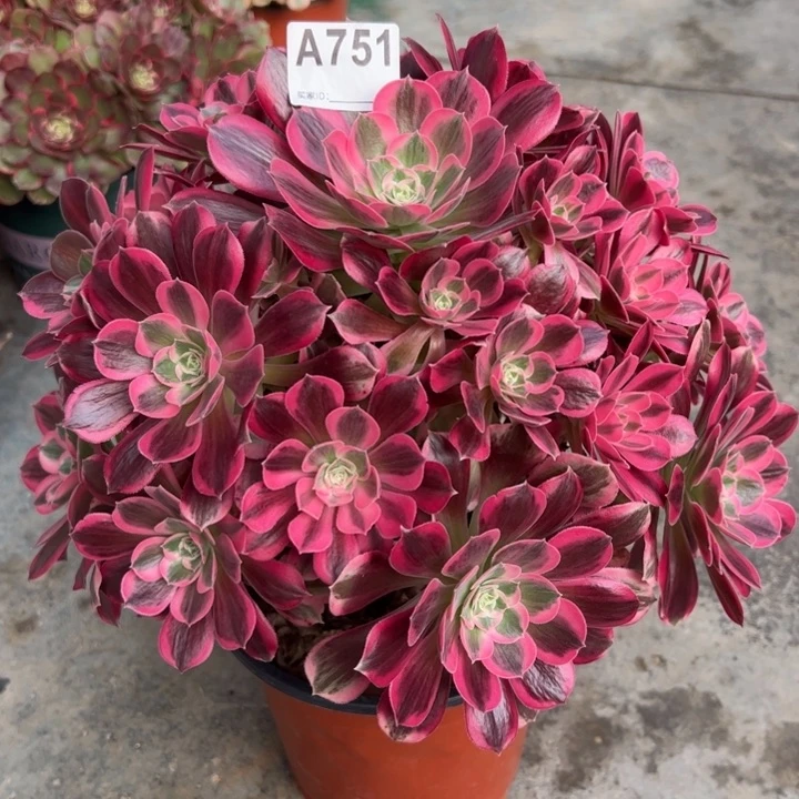 751男神30厘米左右多肉