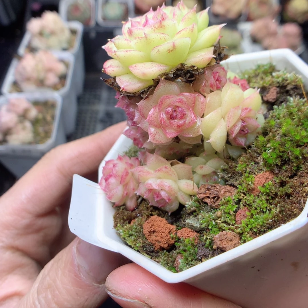 无花朵E56 yyyyyyyy