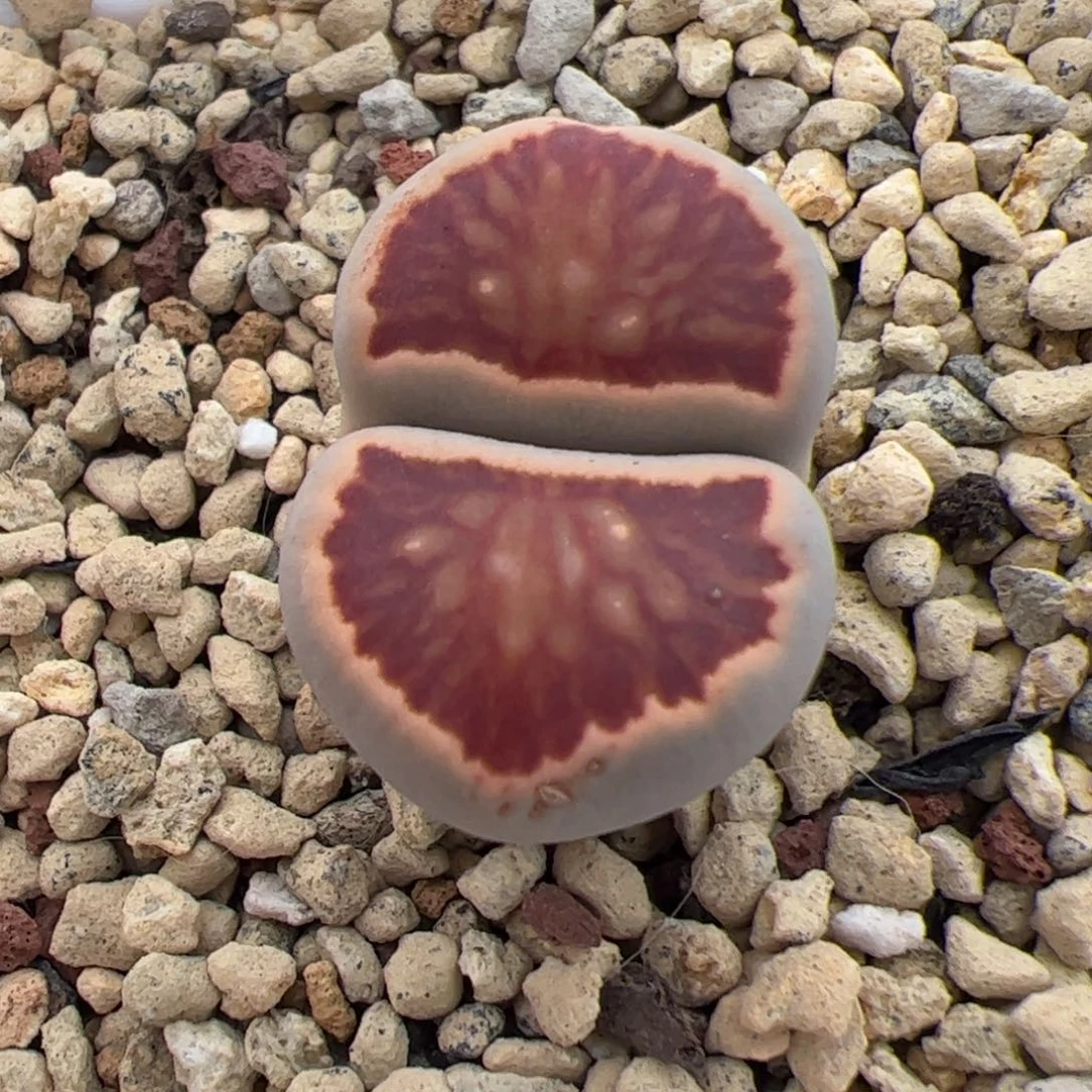 0349号菊 多肉植物