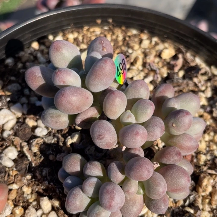 桃花奶酪多肉植物