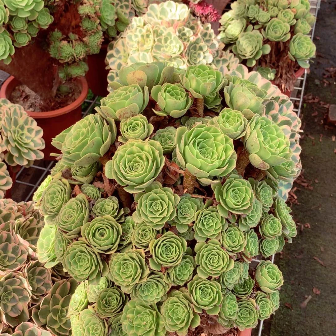 琉璃摘心朵朵，多肉植物