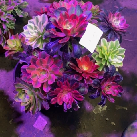 嫁接的彩树多肉7547