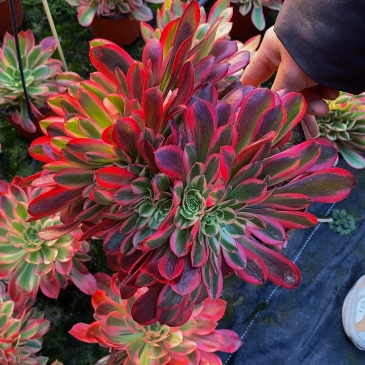 美杜莎缀化一颗多肉植物