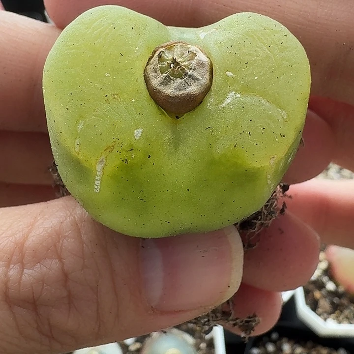 老马生石花蟠桃1908