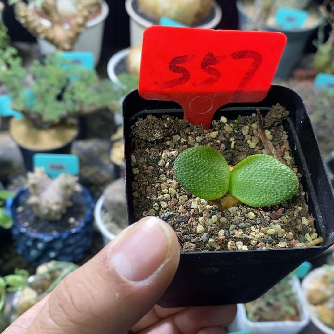 钢挫灯台百合一个