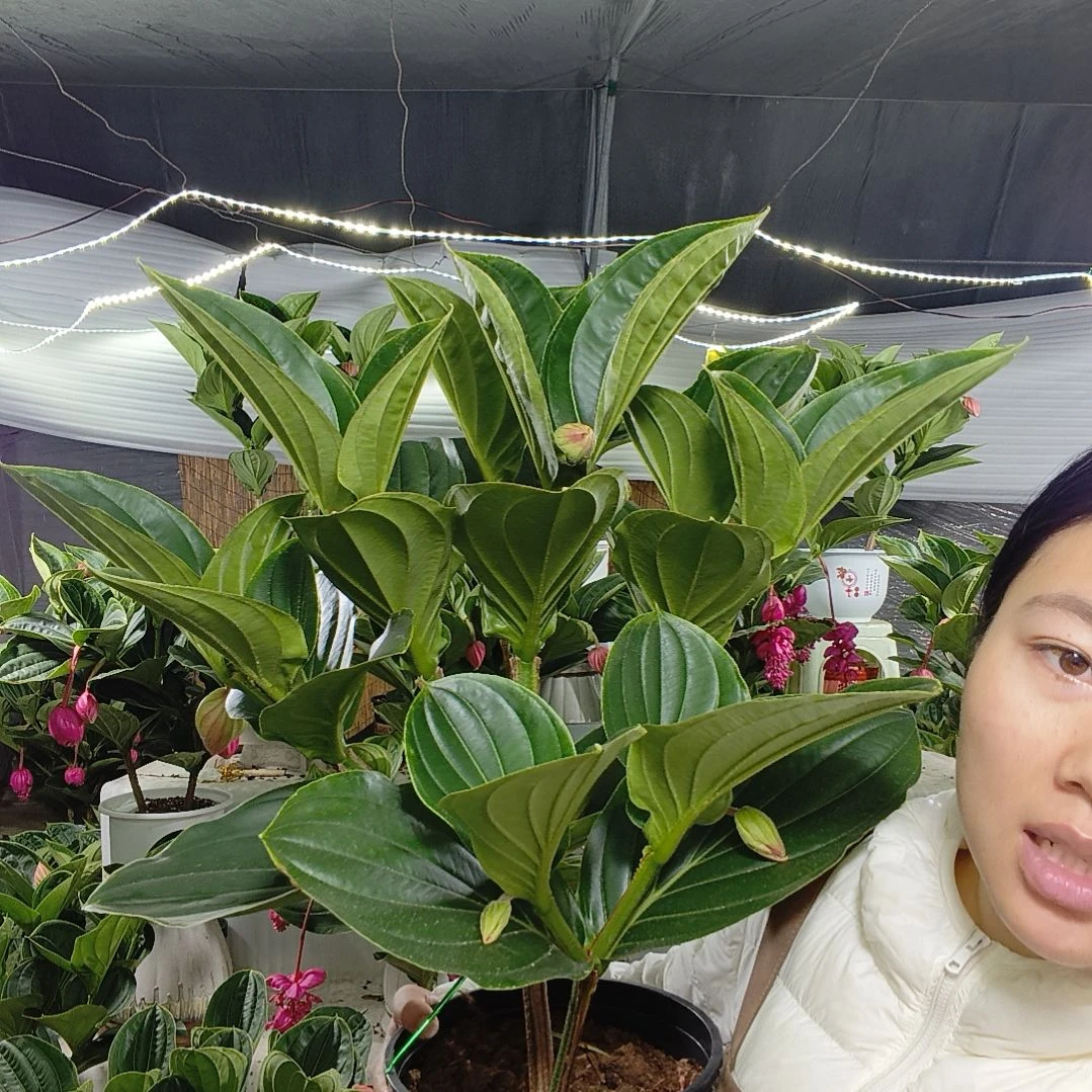 宝莲灯一物一拍基地直发