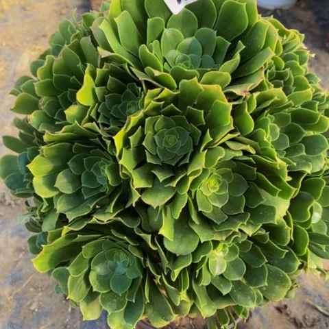 绿玫瑰多肉植物58多肉不包断