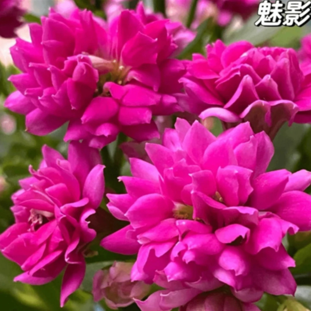 【丽娜】重瓣长寿花