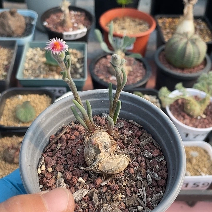 235淡青霜块根植物