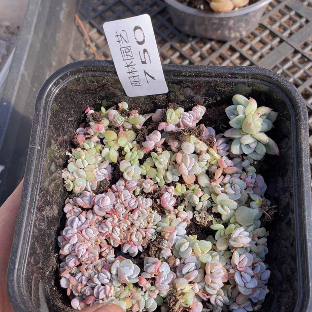 多肉植物多肉植物750