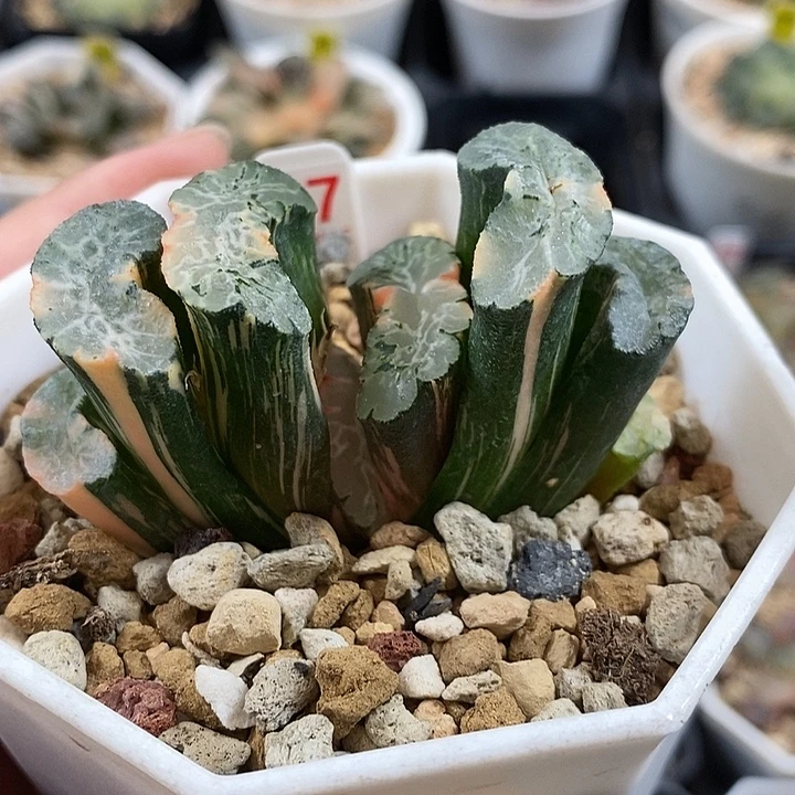 87北宅玉扇锦一物一拍