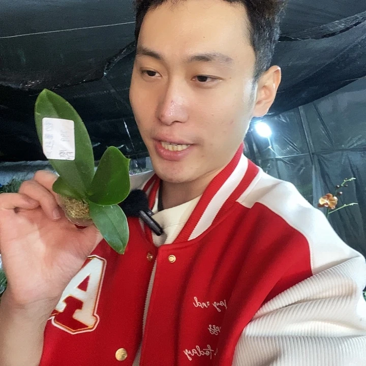 无花朵金边蕾丝蝴蝶兰