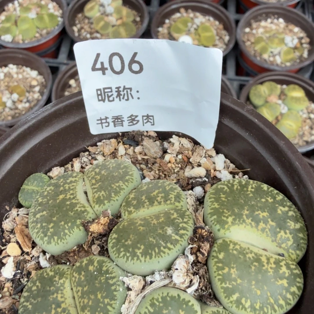 H***O多肉植物多肉植物