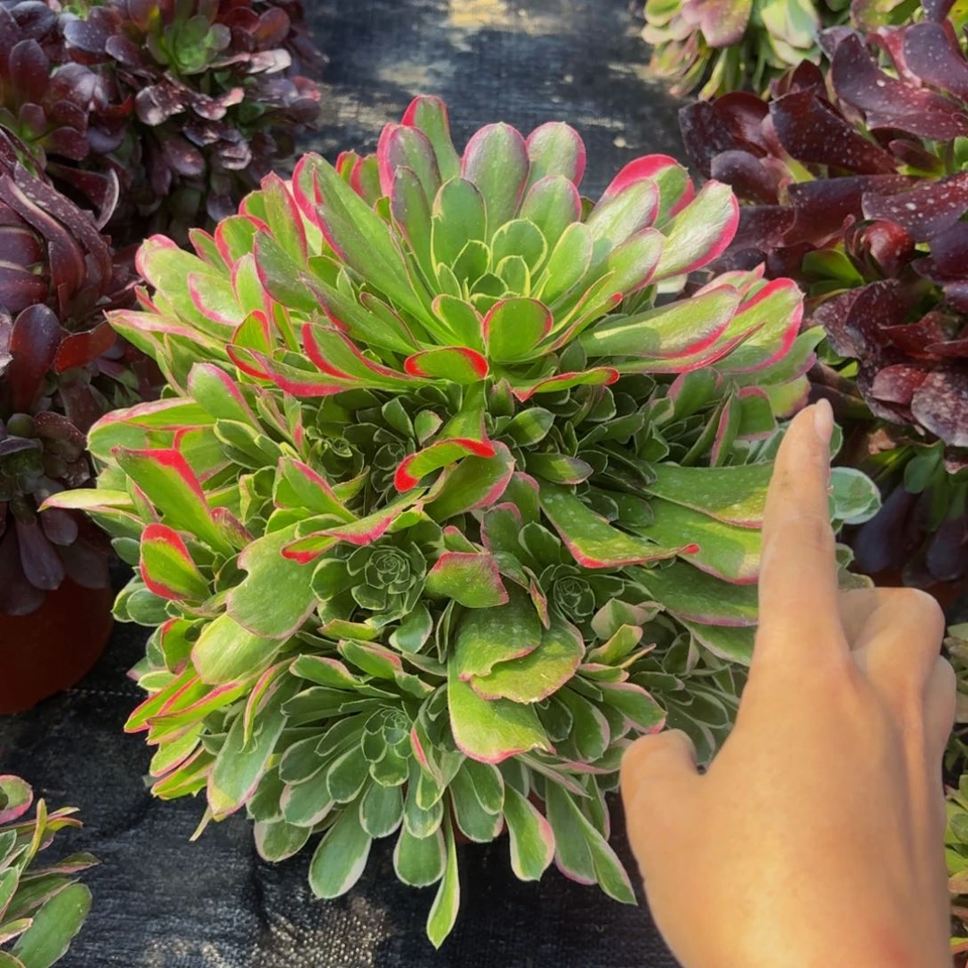 雨花石多肉捧花植物超大