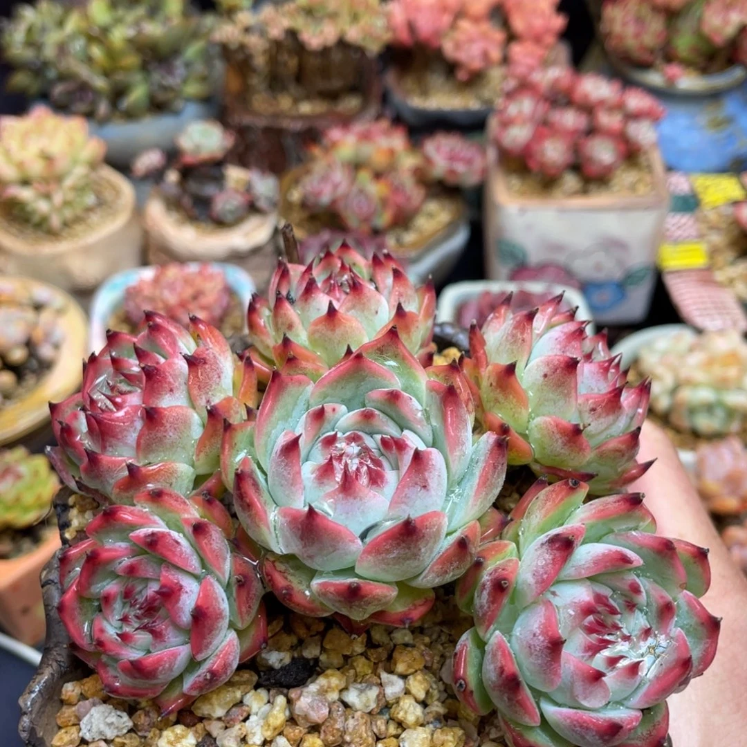 吉娃娃群生老桩粗腿群