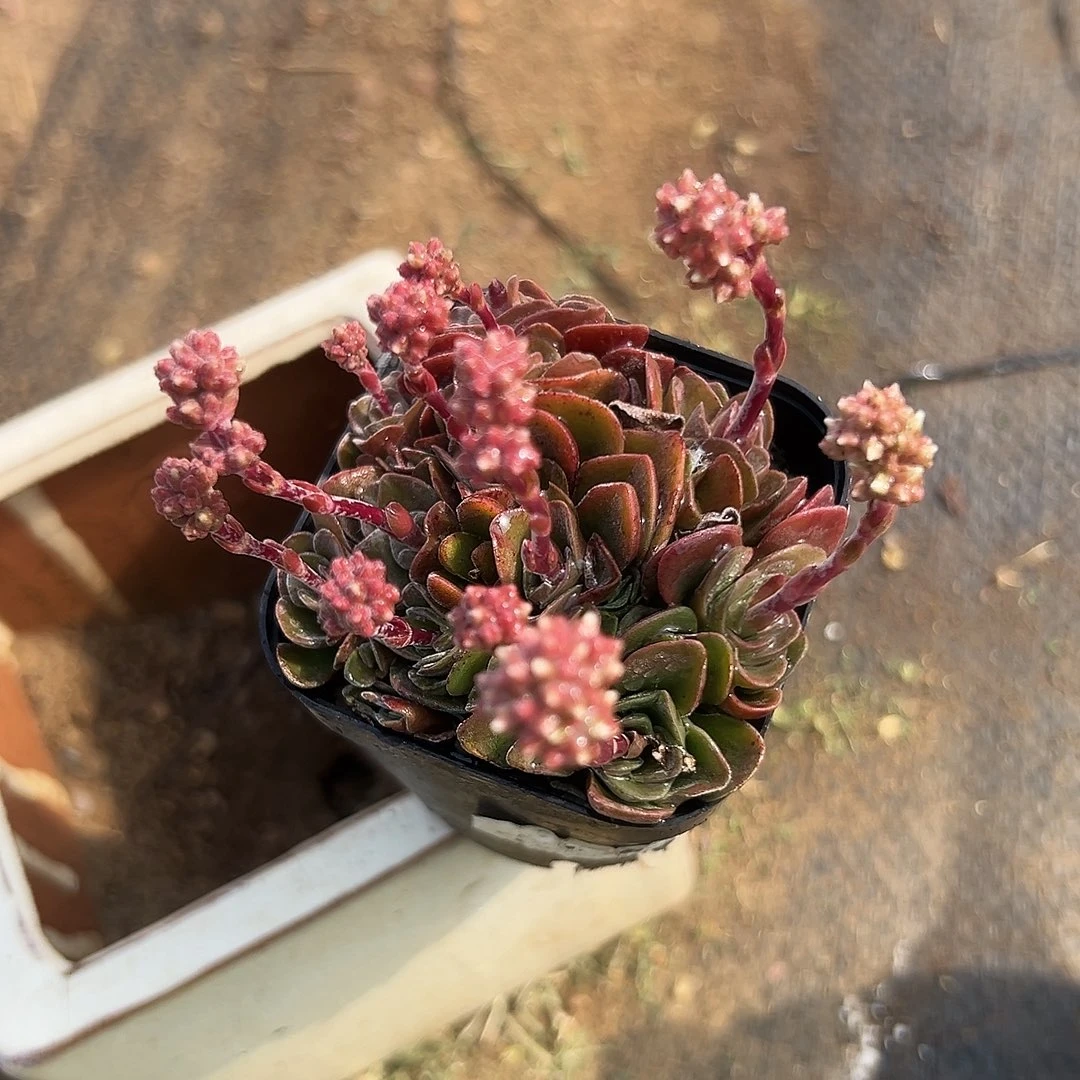 多肉植物多肉植物